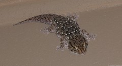 Chondrodactylus turneri