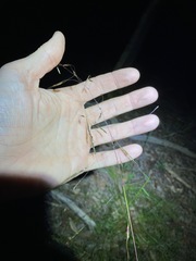 Chrysopogon sylvaticus