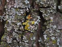 Candelariella xanthostigma