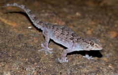 Chondrodactylus turneri