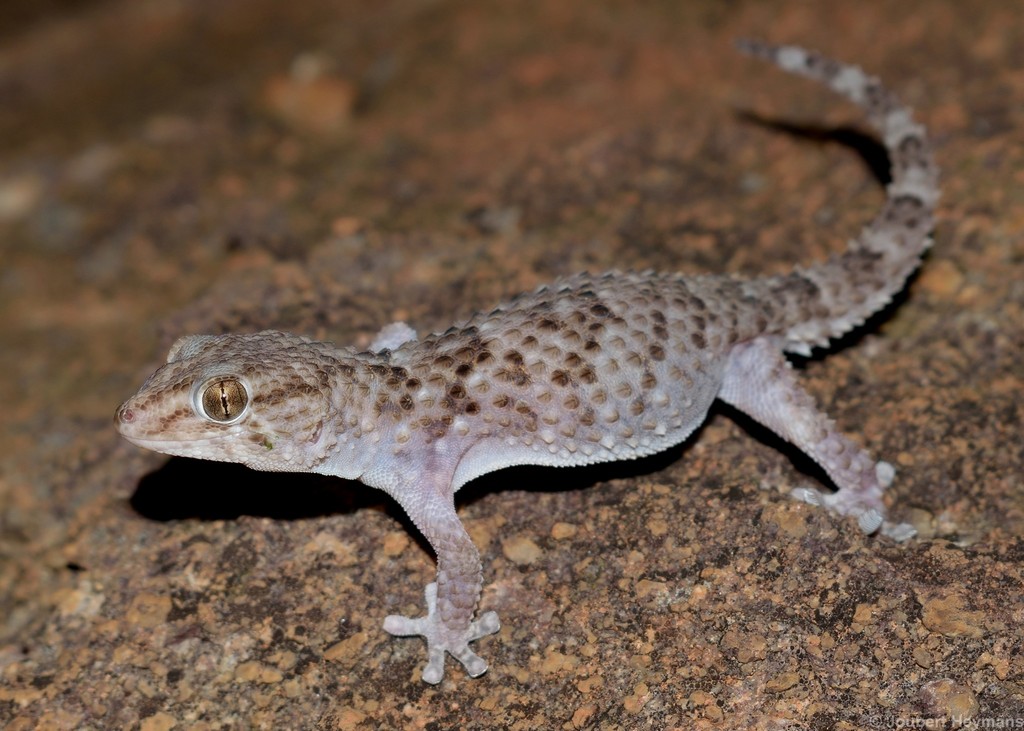Turner's Thick-toed Gecko