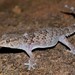 Turner's Thick-toed Gecko - Photo (c) Joubert Heymans, some rights reserved (CC BY-NC-ND), uploaded by Joubert Heymans