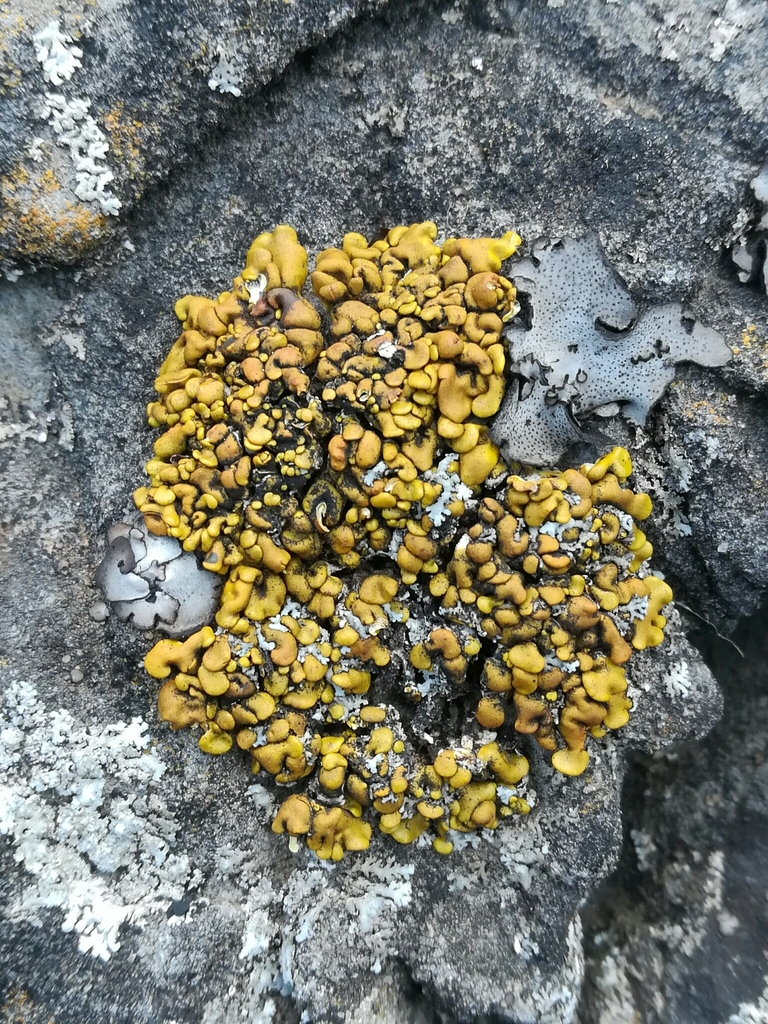Xanthopsorella