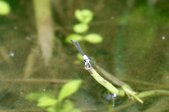 Agriocnemis exsudans