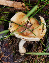 Russula neerimea