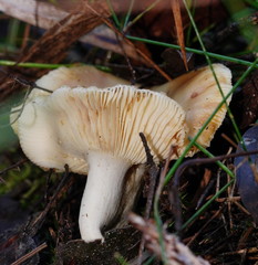 Russula neerimea