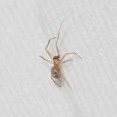 Anelosimus crassipes