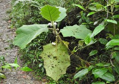 Solanum pseudolulo