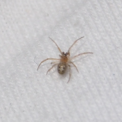 Anelosimus crassipes