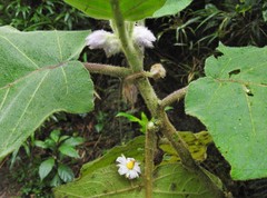 Solanum pseudolulo