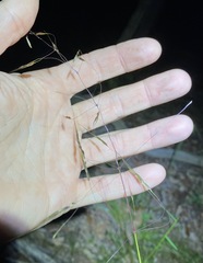 Chrysopogon sylvaticus