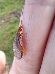 Dictyochrysa fulva