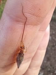 Dictyochrysa fulva