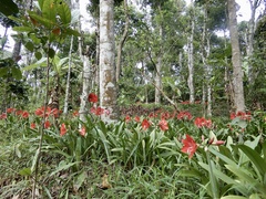 Hippeastrum reginae