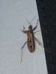 Oncocephalus annulipes