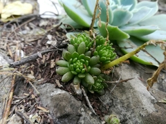 Sedum wrightii
