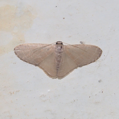 Lophophleps triangularis