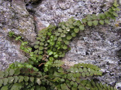 Asplenium adulterinum