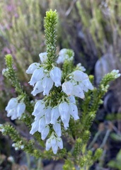 Erica physodes