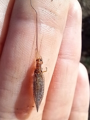 Dictyochrysa fulva