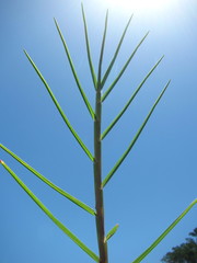 Paspalum vaginatum