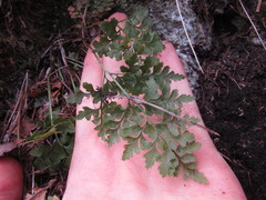Asplenium cuneifolium