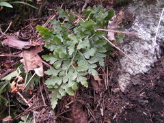 Asplenium cuneifolium
