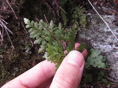 Asplenium cuneifolium