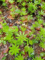 Galium odoratum