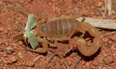 Parabuthus mossambicensis