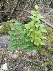 Pellaea intermedia