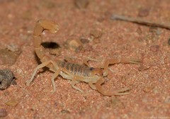 Parabuthus mossambicensis