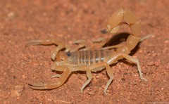 Parabuthus mossambicensis