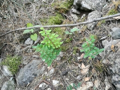 Pellaea intermedia