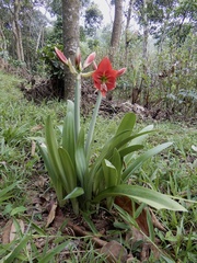 Hippeastrum reginae