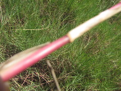 Paspalum vaginatum