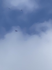 Haliaeetus albicilla