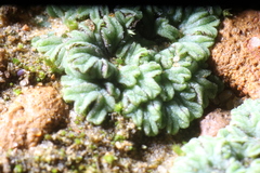 Riccia nigrella