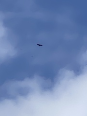 Haliaeetus albicilla