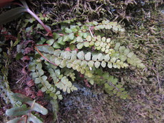 Asplenium adulterinum