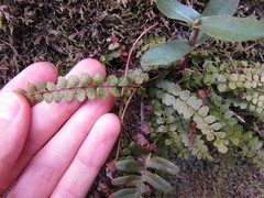 Asplenium adulterinum