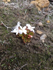 Drosera tubaestylis