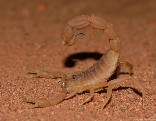 How to identify Parabuthus mossambicensis (Peters, 1861)