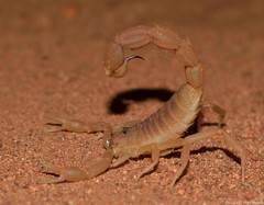 Parabuthus mossambicensis