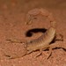 Mozambique Thicktail Scorpion - Photo (c) Joubert Heymans, some rights reserved (CC BY-NC)