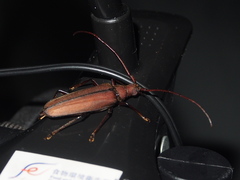 Aegolipton marginale