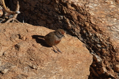 Euryptila subcinnamomea