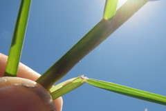 Paspalum vaginatum