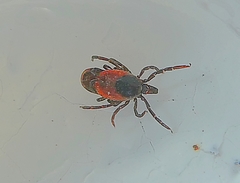 Ixodes