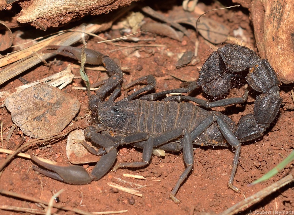 Transvaal Thicktail Scorpion